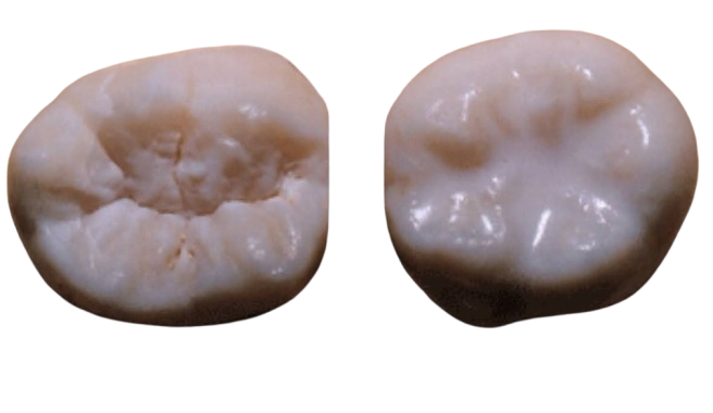 Image of Dental Care 4 Kids clinic - Dental Clinic Directory